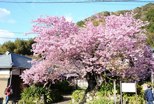 河津桜まつり公式サイト◇河津桜まつりトップページ